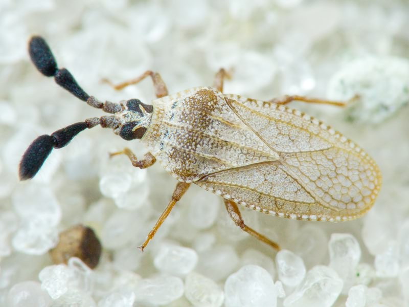 Copium teucrii (Host, 1788)